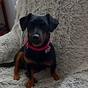 Uria a rejoint le concours — aidez-le/la à gagner de superbes lots ! dog, puppy, black_and_tan, sitting, portrait, collar, pink_collar, floppy_ears, short_hair, small_dog, pet, indoors, chair, blanket, fluffy, gray, window, furniture, cute, home