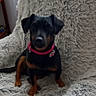 dog, puppy, black_and_tan, sitting, portrait, collar, pink_collar, floppy_ears, short_hair, small_dog, pet, indoors, chair, blanket, fluffy, gray, window, furniture, cute, home