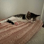 Venus joined the competition — help win amazing prizes! kitten, sleeping, cat, pink_blanket, cozy, indoor, pet, feline, resting, soft_texture, white_wall, paw, young_animal, cute, domestic_animal, fur, peaceful, small, animal, relaxing