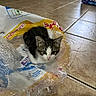 Venus is registered to the contest to win money with this photo: kitten, cat, plastic_bag, floor, tile, indoor, pet, animal, cute, young, fur, whiskers, ears, eyes, small, curious, domestic, background, household, container
