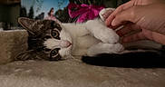 Venus is registered to the contest to win money with this photo: cat, kitten, hand, pet, cat_tree, furniture, flower, bouquet, photo_frame, indoor, curious, soft, white, brown, black, paw, relaxed, cozy, closeup, domestic