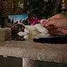 cat, kitten, hand, pet, cat_tree, furniture, flower, bouquet, photo_frame, indoor, curious, soft, white, brown, black, paw, relaxed, cozy, closeup, domestic