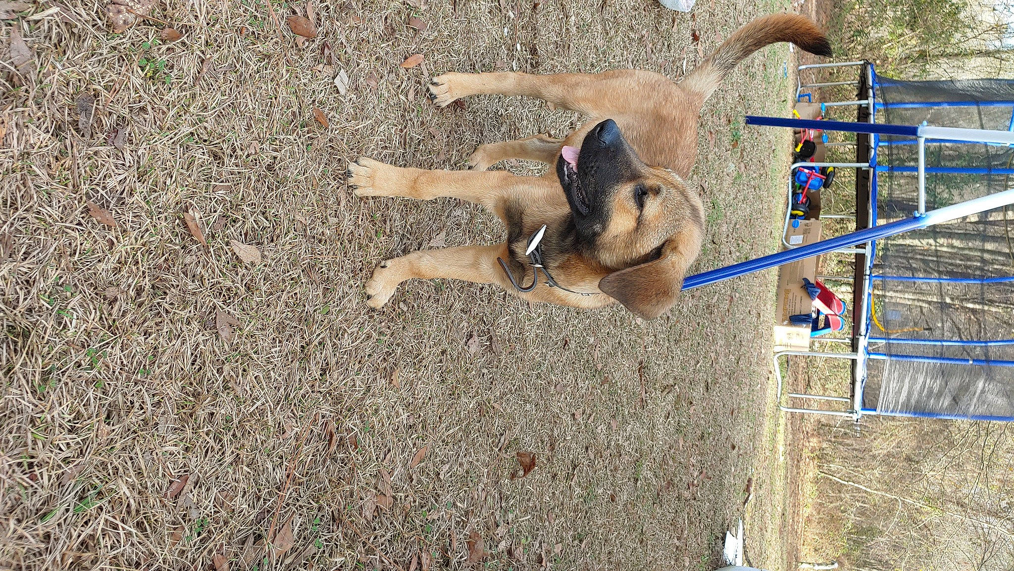 Jack joined the competition — help win amazing prizes! canidae, carnivore, dog, dog_breed, dog_sports, fawn, grass, pack_animal, pet_supply, plant, recreation, snout, soil, sporting_group, tail, tire, tree, vehicle, wheel, working_animal