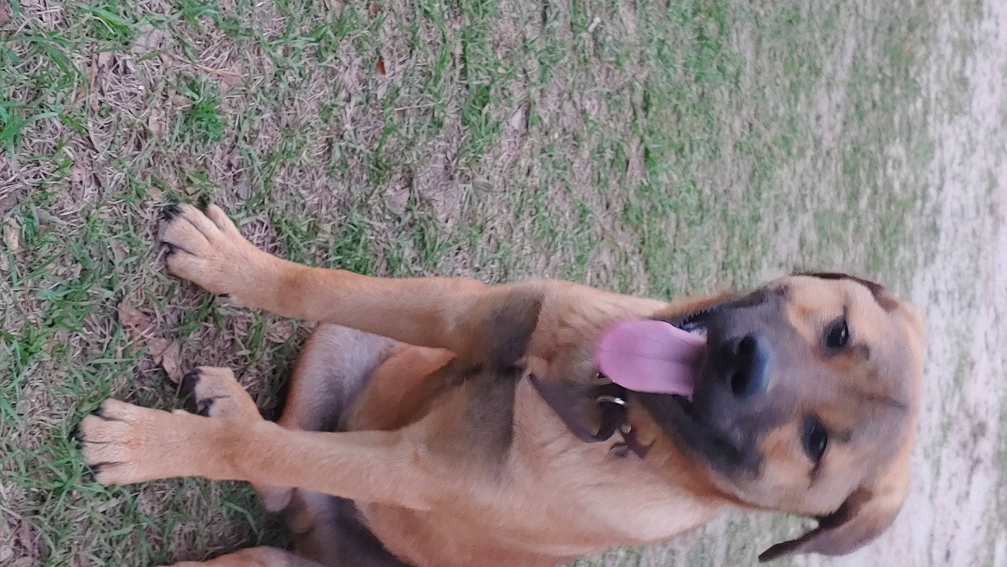 Jack is registered to the contest to win money with this photo: barechested, canidae, carnivore, companion_dog, dog, dog_breed, elbow, fawn, foot, grass, great_dane, guard_dog, human_leg, people_in_nature, plant, snout, soil, sporting_group, thigh, working_dog