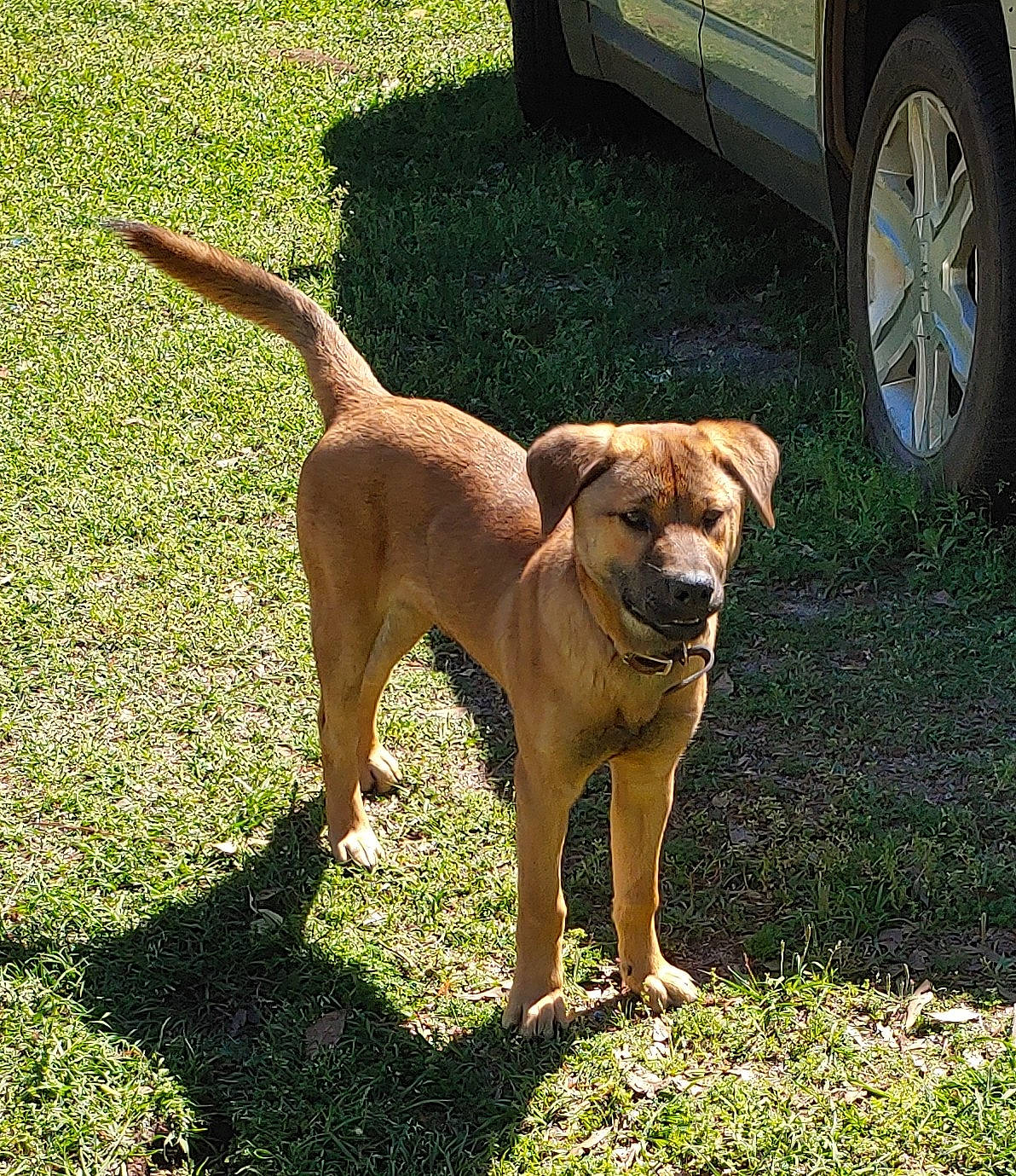 Jack is registered to the contest to win money with this photo: automotive_lighting, automotive_parking_light, automotive_tire, car, carnivore, collar, companion_dog, dog, dog_collar, door, fender, grass, hubcap, pet_supply, plant, tire, tread, vehicle_door, wheel, working_animal