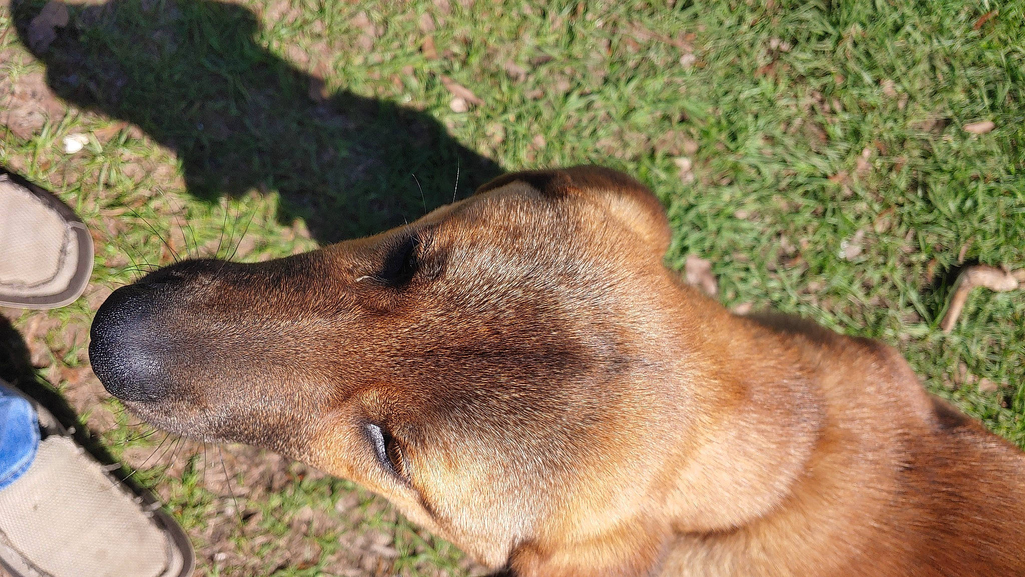 Jack is registered to the contest to win money with this photo: canidae, carnivore, collar, dog, dog_breed, fawn, fur, grass, hunting_dog, liver, plant, snout, soil, sporting_group, street_dog, terrestrial_animal, whiskers, wildlife, working_animal