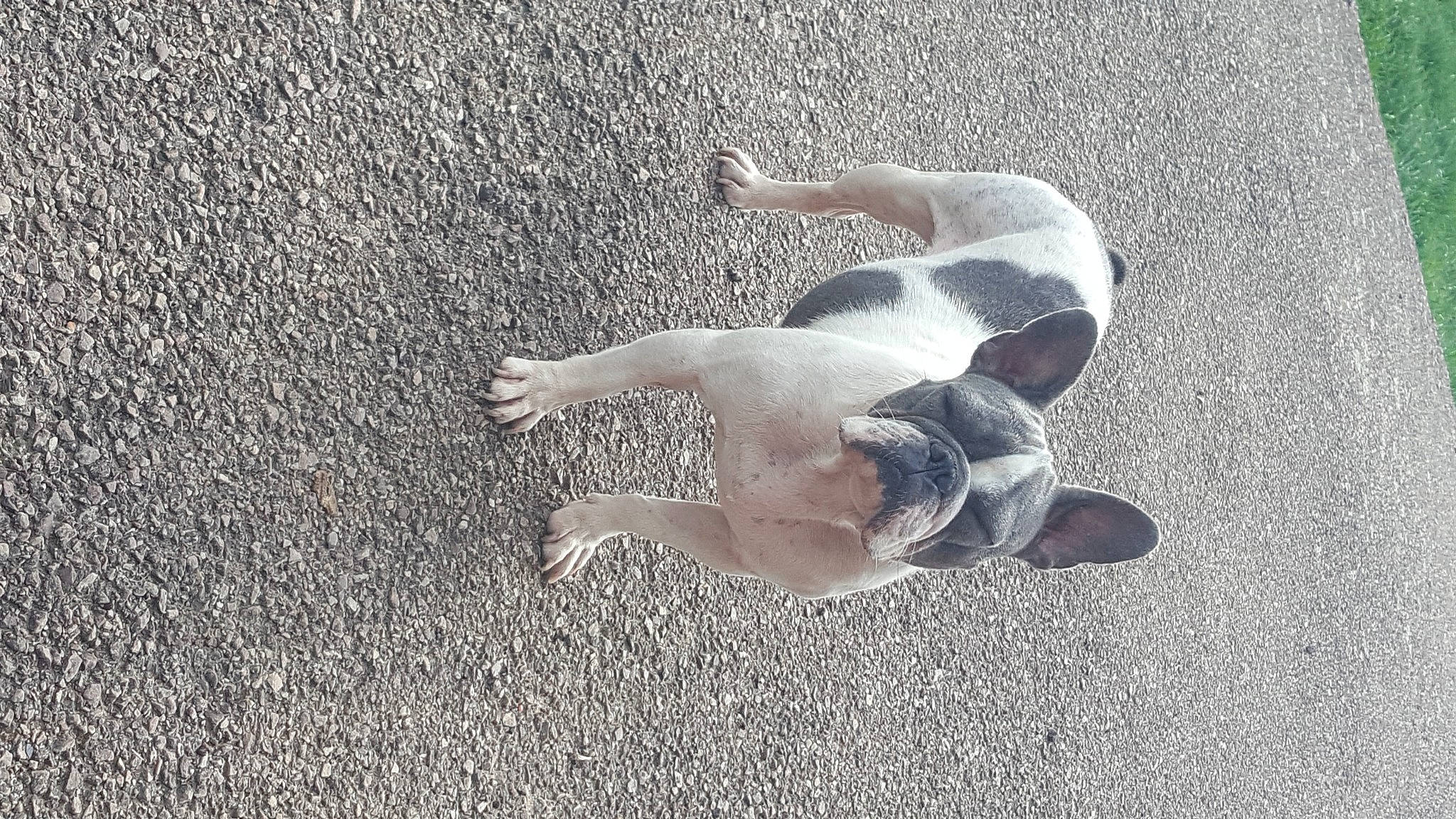 Pimprenelle a rejoint le concours — aidez-le/la à gagner de superbes lots ! beach, canidae, carnivore, dog_breed, fawn, grey, paw, sand, seabird, shadow, snout, soil, sporting_group, tail, water_bird, wildlife