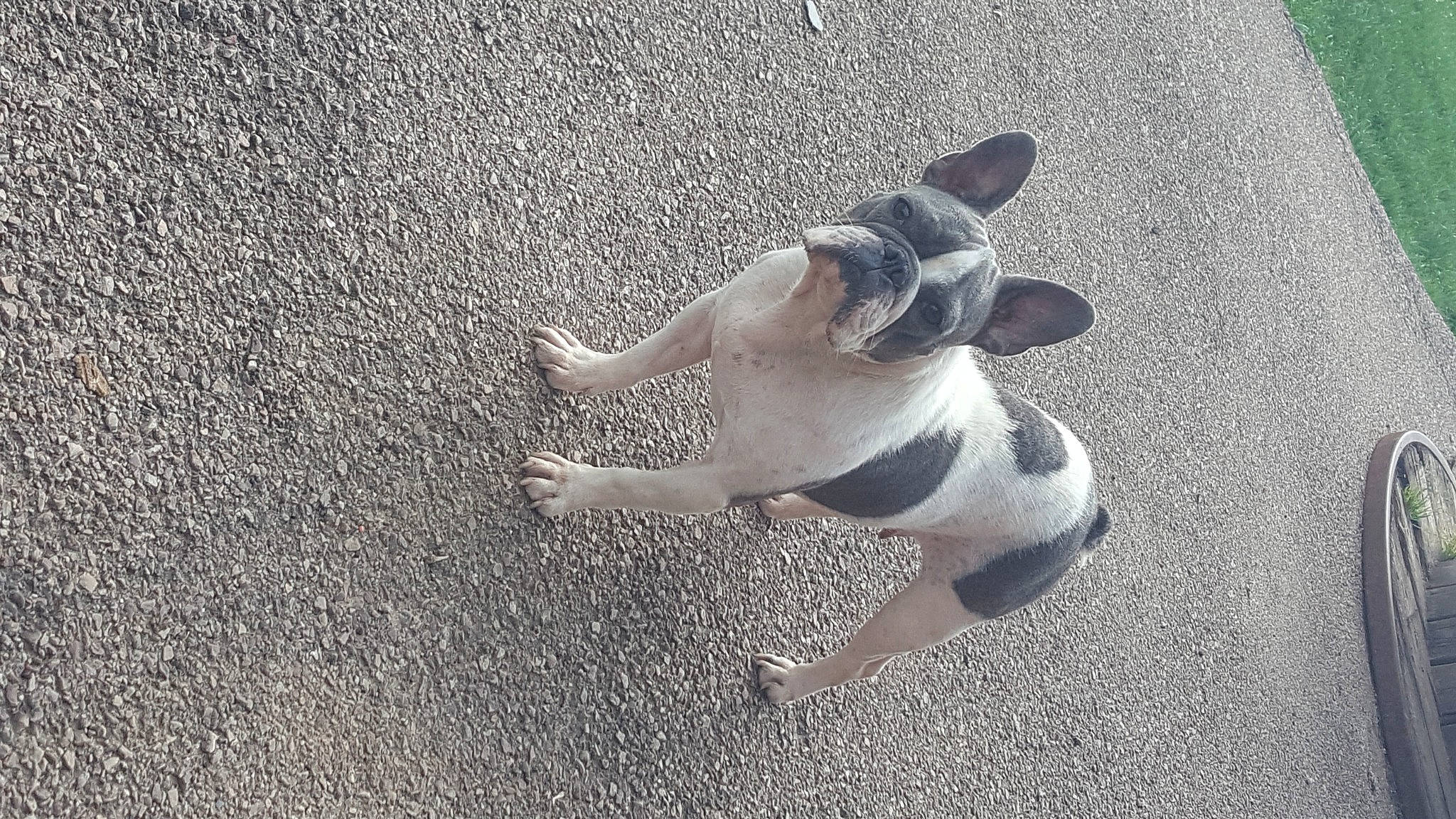 Pimprenelle a rejoint le concours — aidez-le/la à gagner de superbes lots ! asphalt, canidae, carnivore, companion_dog, concrete, dog, dog_breed, fawn, foot, grass, human_leg, paw, puppy, road_surface, sand, shadow, soil, sporting_group, tail, terrestrial_animal