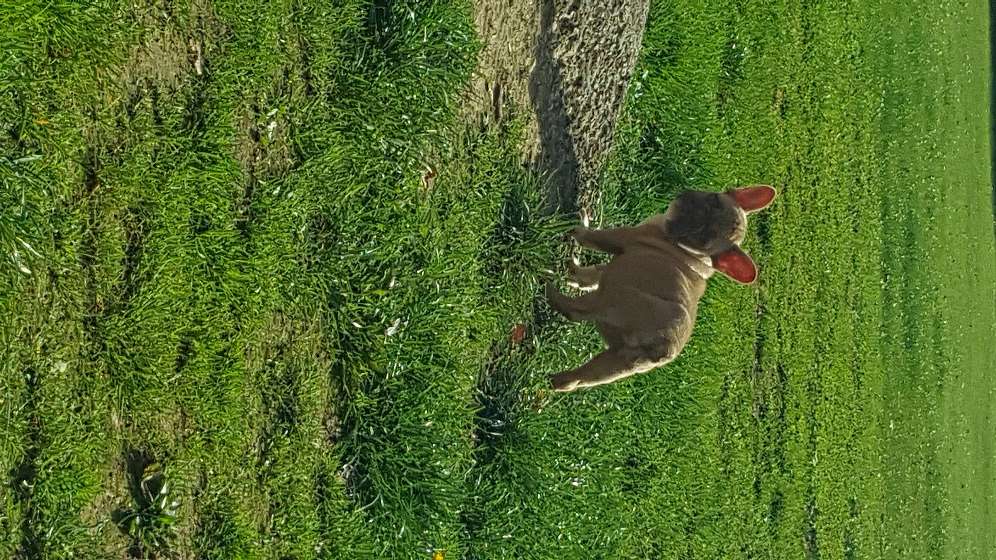 Sakumi a rejoint le concours — aidez-le/la à gagner de superbes lots ! carnivore, companion_dog, dog, dog_breed, evergreen, fawn, grass, grass_family, grassland, groundcover, lawn, leaf, people_in_nature, plant, shrub, sporting_group, tail, terrestrial_plant, tree, trunk
