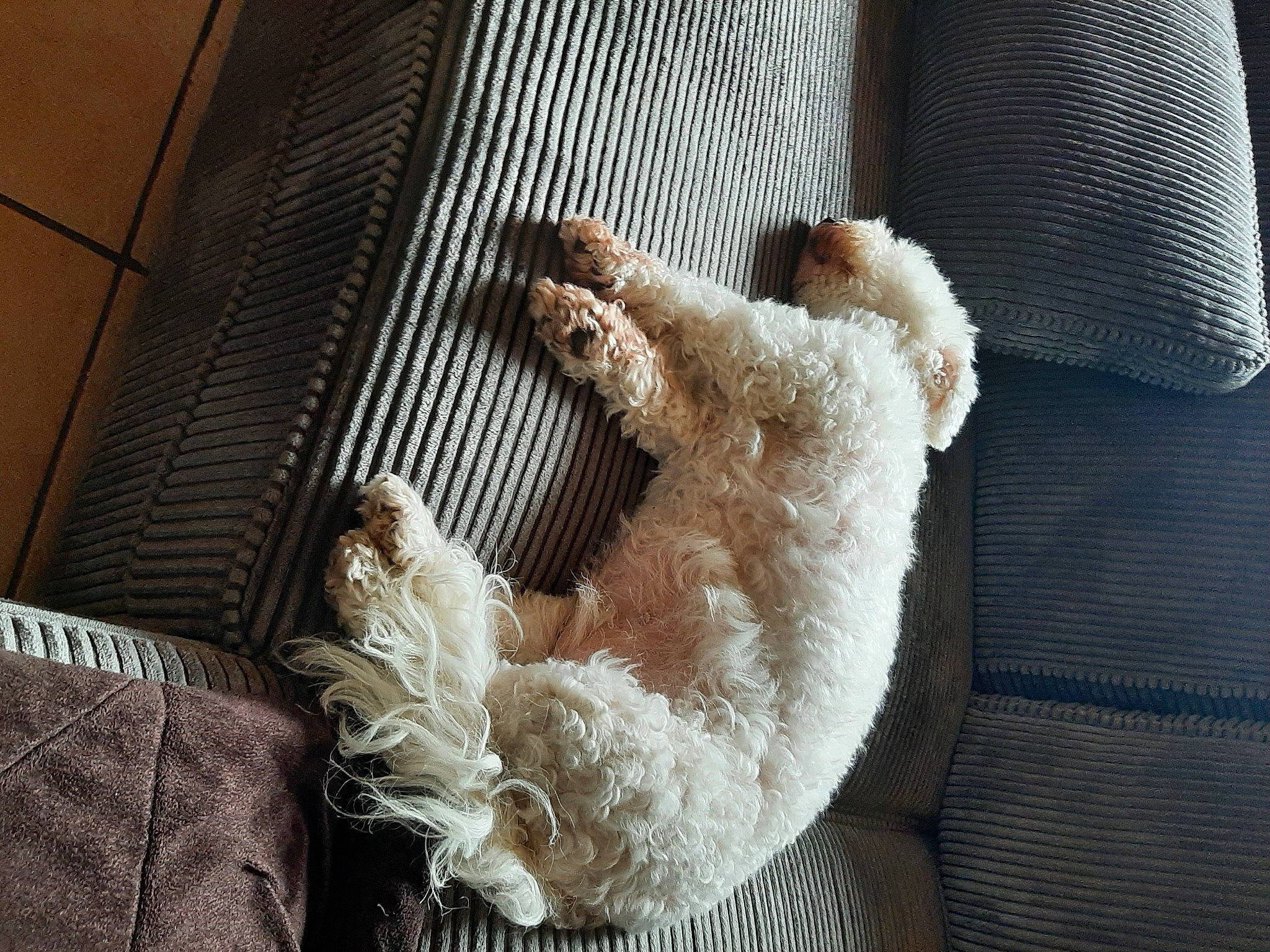 Gypsy participe au concours pour gagner de l'argent avec cette photo : canidae, carnivore, comfort, companion_dog, couch, dog, dog_breed, fawn, felidae, fur, linens, paw, room, small_to_medium_sized_cats, sporting_group, tail, textile, toy, whiskers, wood