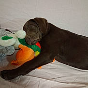 Alto a rejoint le concours — aidez-le/la à gagner de superbes lots ! dog, puppy, sleeping, brown_dog, plush_toy, stuffed_animal, blanket, indoors, cute, pet, resting, cozy, animal, fur, canine, young_dog, nap, soft, comfort, laying_down