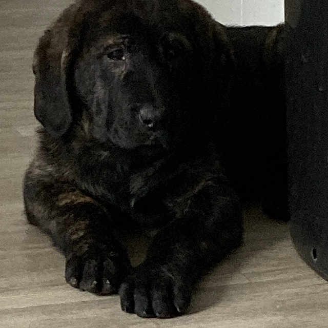 Leo