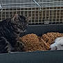 Google participe au concours pour gagner de l'argent avec cette photo : animal, bedding, cage, cat, companion, cozy, cute, domestic, enclosure, fur, furry, indoor, pet, rabbit, resting, sleepy, small_pet, tabby_cat, white_rabbit, wire_cage