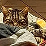 Google participe au concours pour gagner de l'argent avec cette photo : animal, blanket, cat, comfort, cozy, cute, domestic, ears, floor, fur, indoor, paw, pet, relaxed, resting, sleepy, striped, tabby, tile, whiskers
