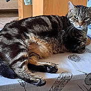 Google participe au concours pour gagner de l'argent avec cette photo : animal, candle, cat, closeup, domestic, feline, fur, household, indoor, mammal, pattern, paw, pet, relaxed, resting, tabby_cat, table, tablecloth, whiskers, wooden_furniture