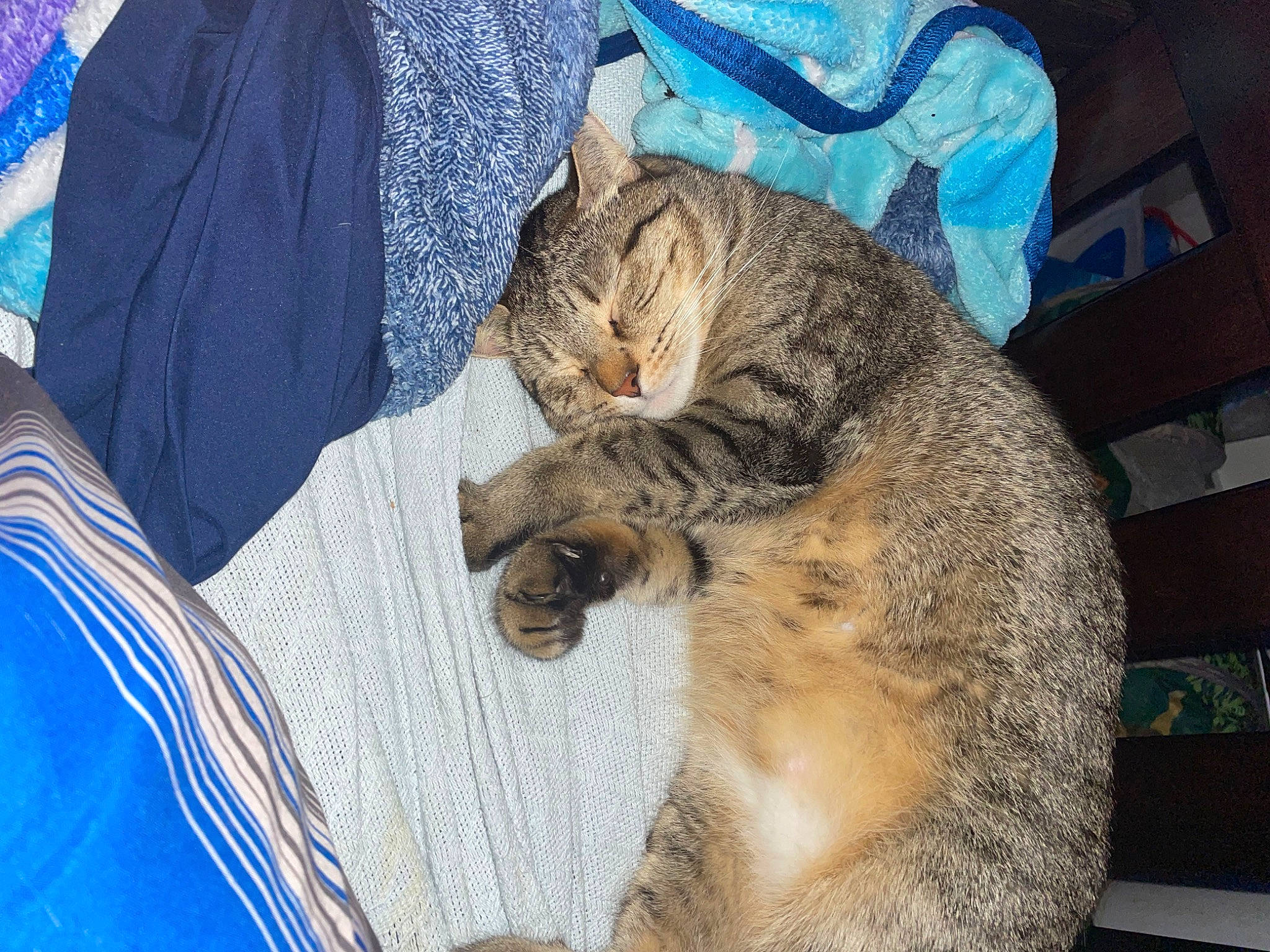 Cole is registered to the contest to win money with this photo: blue, carnivore, cat, claw, comfort, domestic_short_haired_cat, electric_blue, fawn, felidae, fur, linens, nap, paw, sleep, small_to_medium_sized_cats, snout, tail, terrestrial_animal, whiskers, wildlife