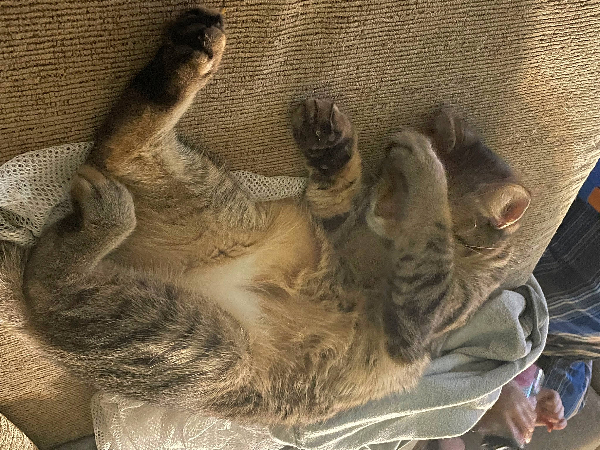 Cole is registered to the contest to win money with this photo: art, big_cats, carnivore, cat, cat_bed, claw, comfort, domestic_short_haired_cat, fawn, felidae, fur, paw, small_to_medium_sized_cats, snout, sporting_group, tail, terrestrial_animal, tree, whiskers, wood
