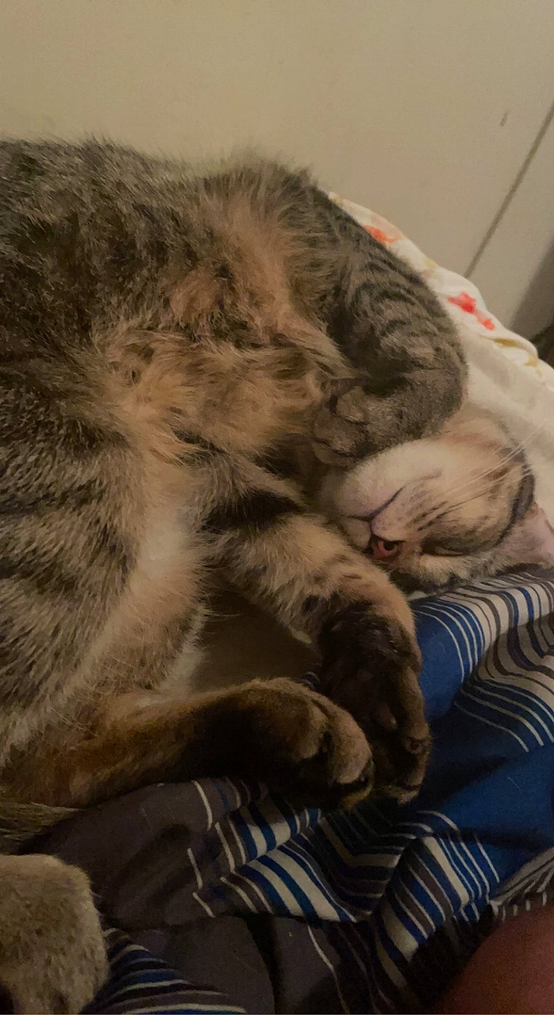 Cole is registered to the contest to win money with this photo: carnivore, cat, claw, comfort, domestic_short_haired_cat, felidae, fur, grey, linens, nap, paw, sleep, small_to_medium_sized_cats, snout, tail, terrestrial_animal, whiskers, wrinkle