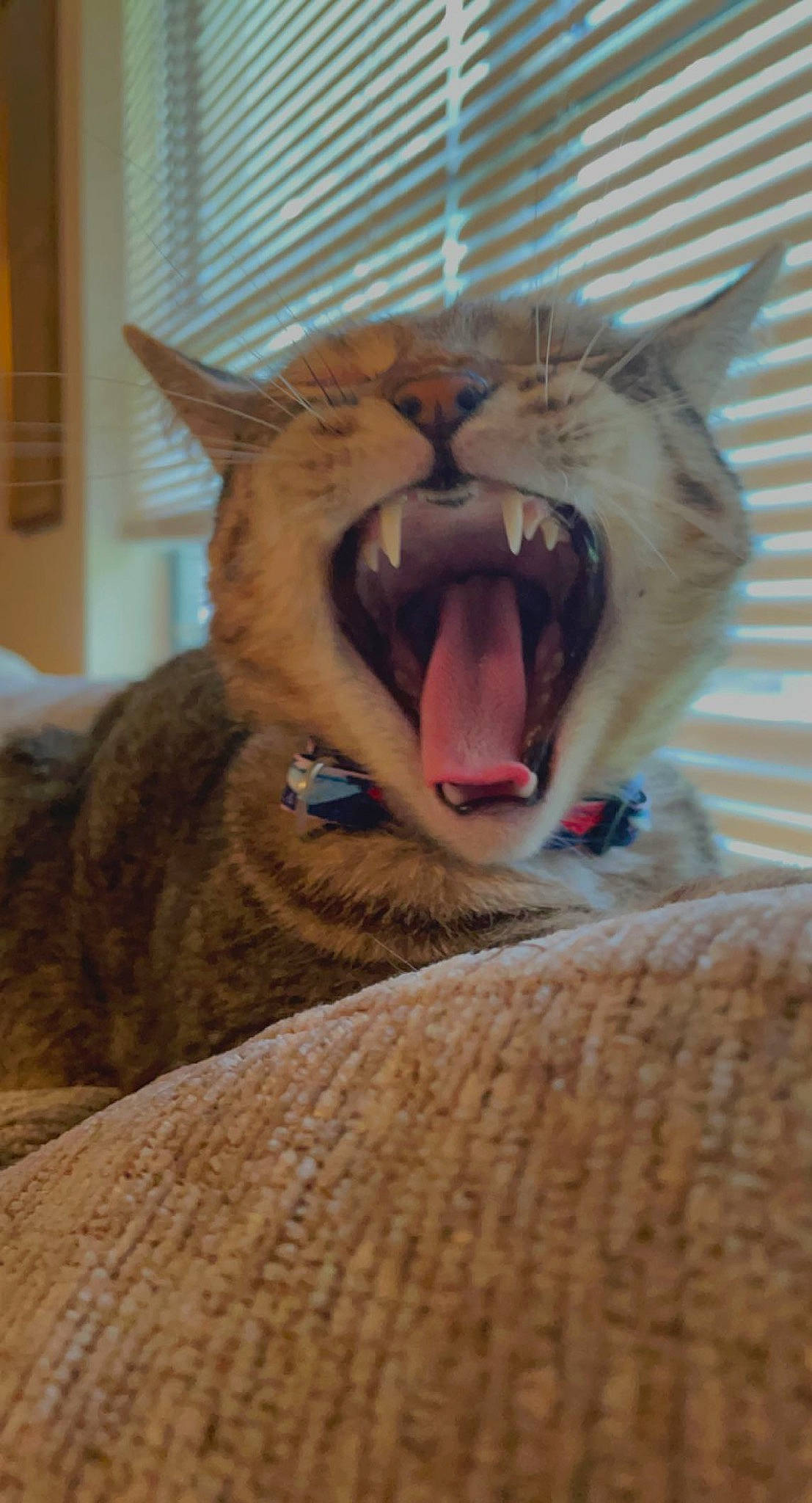 Cole joined the competition — help win amazing prizes! carnivore, cat, claw, domestic_short_haired_cat, fang, fawn, felidae, fur, jaw, paw, roar, shout, small_to_medium_sized_cats, snout, terrestrial_animal, tooth, whiskers, wildlife, wood, yawn