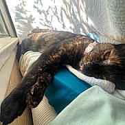 Rylie joined the competition — help win amazing prizes! animal, blanket, cat, closeup, collar, cozy, fur, indoor, nap, paw, pet, relaxed, resting, shadow, soft_texture, stretching, sunlight, tortoiseshell, window, yellow_eyes