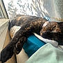 animal, blanket, cat, closeup, collar, cozy, fur, indoor, nap, paw, pet, relaxed, resting, shadow, soft_texture, stretching, sunlight, tortoiseshell, window, yellow_eyes