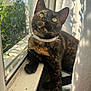 Rylie is registered to the contest to win money with this photo: animal, cat, collar, cozy, curious, domestic, fur, green_eyes, indoor, nature, pet, plant, reflection, relaxed, shadow, sunlight, tortoiseshell, whiskers, window, windowsill