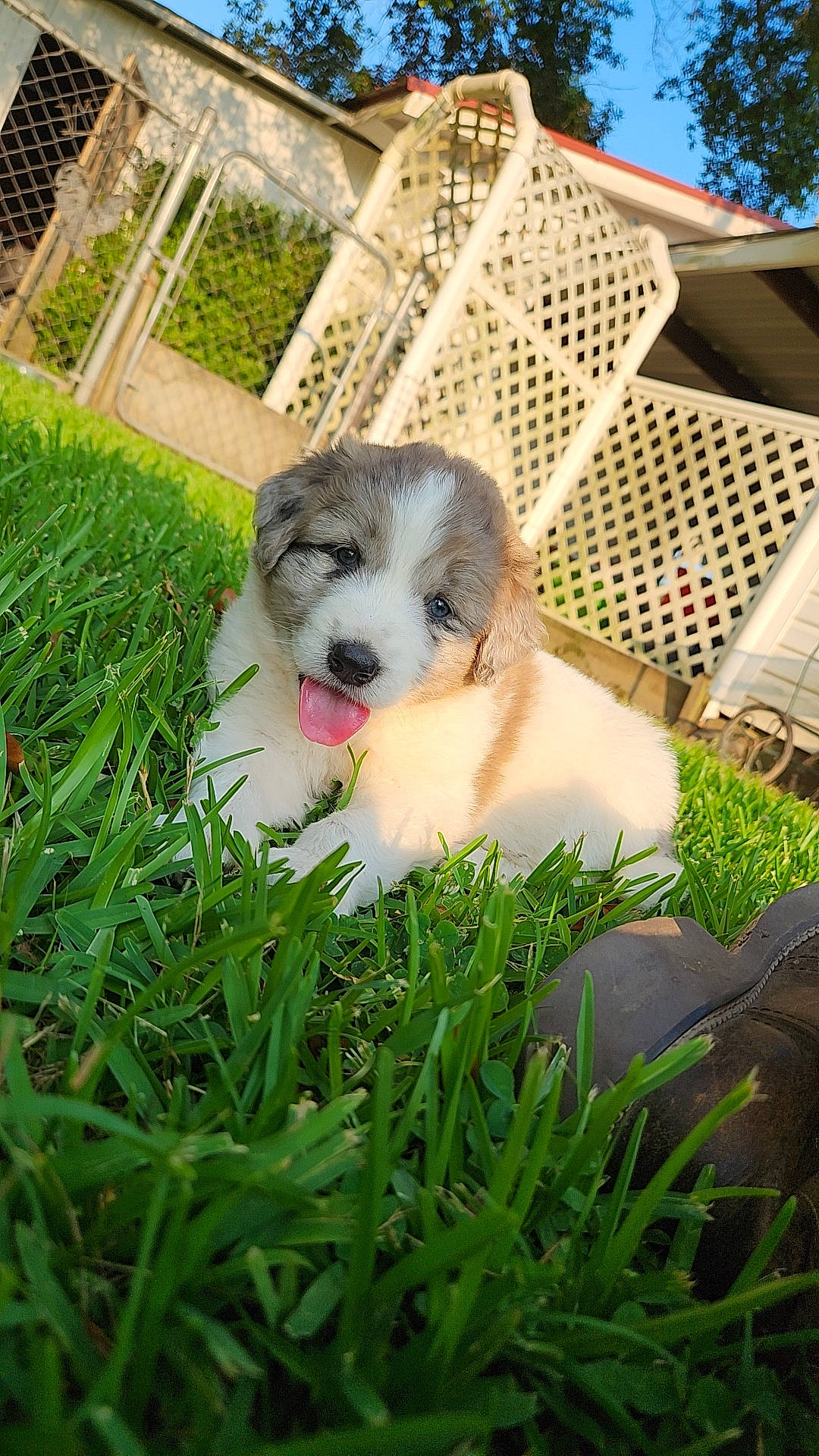 Boone joined the competition — help win amazing prizes! ball, canidae, carnivore, companion_dog, dog, dog_breed, fawn, fence, garden, grass, lawn, livestock_guardian_dog, mesh, non_sporting_group, plant, puppy_love, toy_dog, tree, whiskers, yard