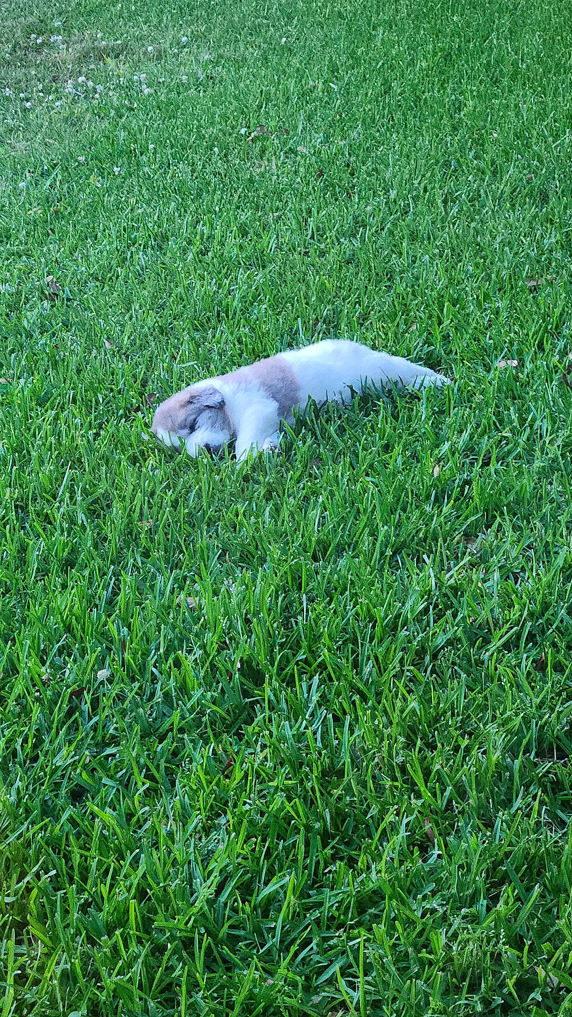 Boone is registered to the contest to win money with this photo: funeral, grass, grass_family, grassland, groundcover, herb, herbaceous_plant, landscape, lawn, natural_landscape, pasture, plant, prairie, tail, terrestrial_animal, wildlife, wing