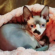 Smudge is registered to the contest to win money with this photo: animal, blanket, blue_eyes, cat, cozy, curled_up, cute, ears, face, furless, hairless_cat, indoor, looking, pet, pink_blanket, relaxed, resting, soft_texture, sphynx_cat, whiskers