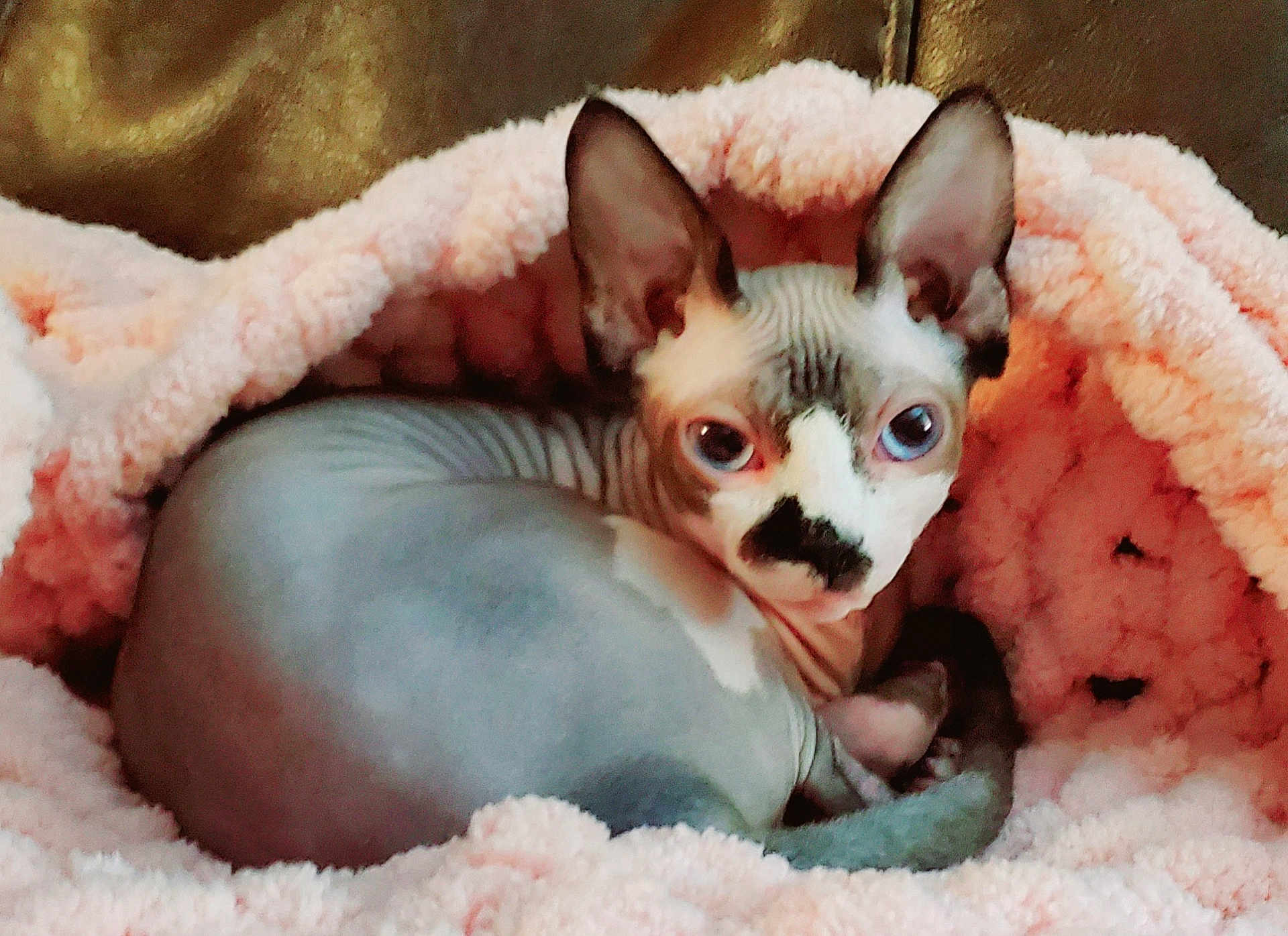 Smudge