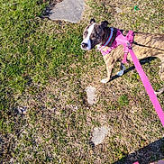 Remy joined the competition — help win amazing prizes! dog, leash, harness, grass, footwear, person, outdoor, sunlight, pet, canine, walking, sidewalk, shadow, paw, brindle, pink, animal, nature, ground, leash_handle