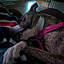 Remy is registered to the contest to win money with this photo: dog, sleeping, brindle, harness, blanket, indoor, floor, paw, resting, pet, canine, cozy, relaxed, fur, domestic_animal, comfort, chair, wooden_floor, quiet, nap