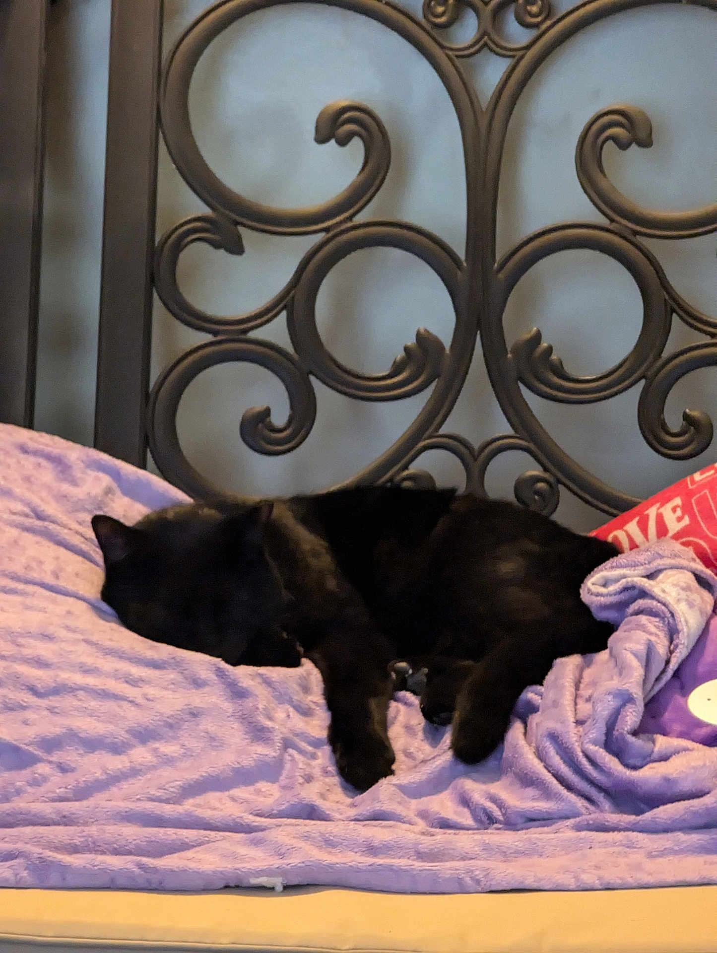 Mr Chubbs is registered to the contest to win money with this photo: cat, black_cat, sleeping, bed, blanket, purple_blanket, furniture, headboard, resting, pet, animal, cozy, indoors, comfort, relaxation, soft_texture, domestic_cat, household, nap, quiet