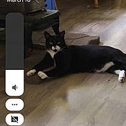 Clover joined the competition — help win amazing prizes! animal, black_and_white, blanket, cat, cushion, daylight, floor, furniture, home, indoor, living_room, pet, phone_overlay, plant, relaxing, time_display, volume_control, wicker_chair, window, wooden_floor