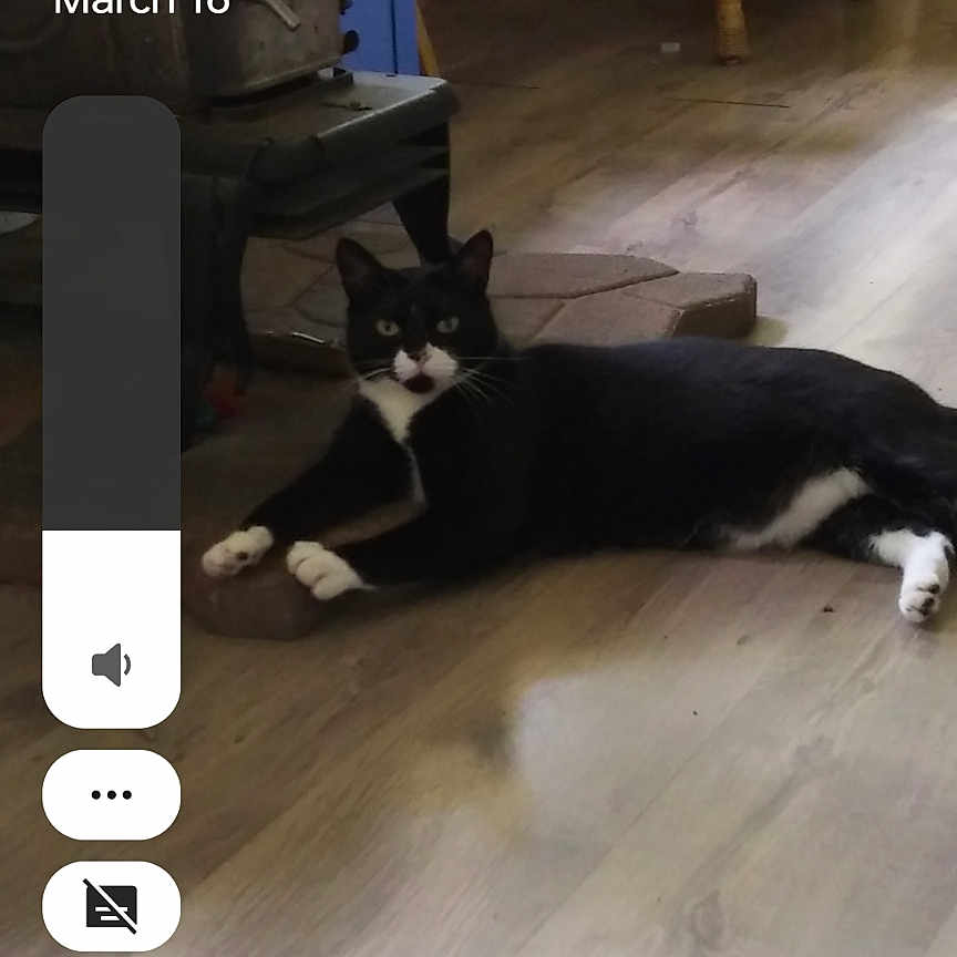 Clover joined the competition — help win amazing prizes! animal, black_and_white, blanket, cat, cushion, daylight, floor, furniture, home, indoor, living_room, pet, phone_overlay, plant, relaxing, time_display, volume_control, wicker_chair, window, wooden_floor