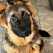 Karma joined the competition — help win amazing prizes! dog, german_shepherd, puppy, pet, animal, fur, ears, eyes, nose, tail, indoor, floor, tile, cute, adorable, canine, portrait, looking_up, young, fluffy