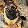 dog, german_shepherd, puppy, pet, animal, fur, ears, eyes, nose, tail, indoor, floor, tile, cute, adorable, canine, portrait, looking_up, young, fluffy