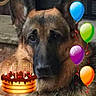 animal, balloons, birthday_cake, black_fur, brown_fur, candles, celebration, closeup, collar, cute, decorations, dog, ears, face, festive, german_shepherd, indoor, looking, pet, portrait