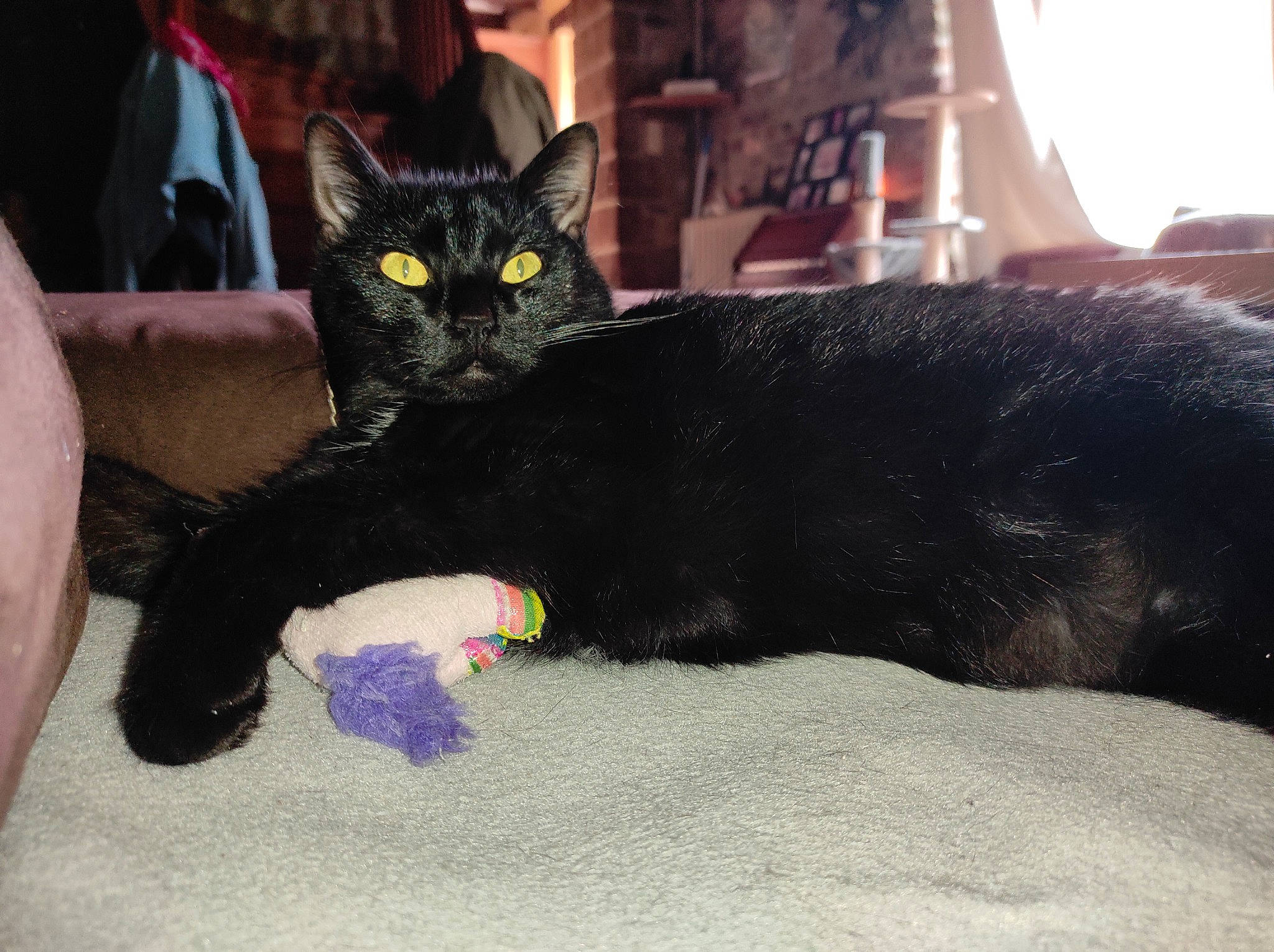 Tyra participe au concours pour gagner de l'argent avec cette photo : black_cat, bombay, carnivore, cat, cat_toy, claw, comfort, domestic_short_haired_cat, felidae, foot, fur, gesture, lap, paw, sitting, small_to_medium_sized_cats, snout, tail, whiskers