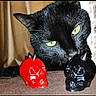 Tyra a rejoint le concours — aidez-le/la à gagner de superbes lots ! animal, black_cat, black_object, cat, close_up, decorations, dramatic, ears, feline, funny, fur, green_eyes, horns, indoor, pet, portrait, red_object, skulls, table, whiskers
