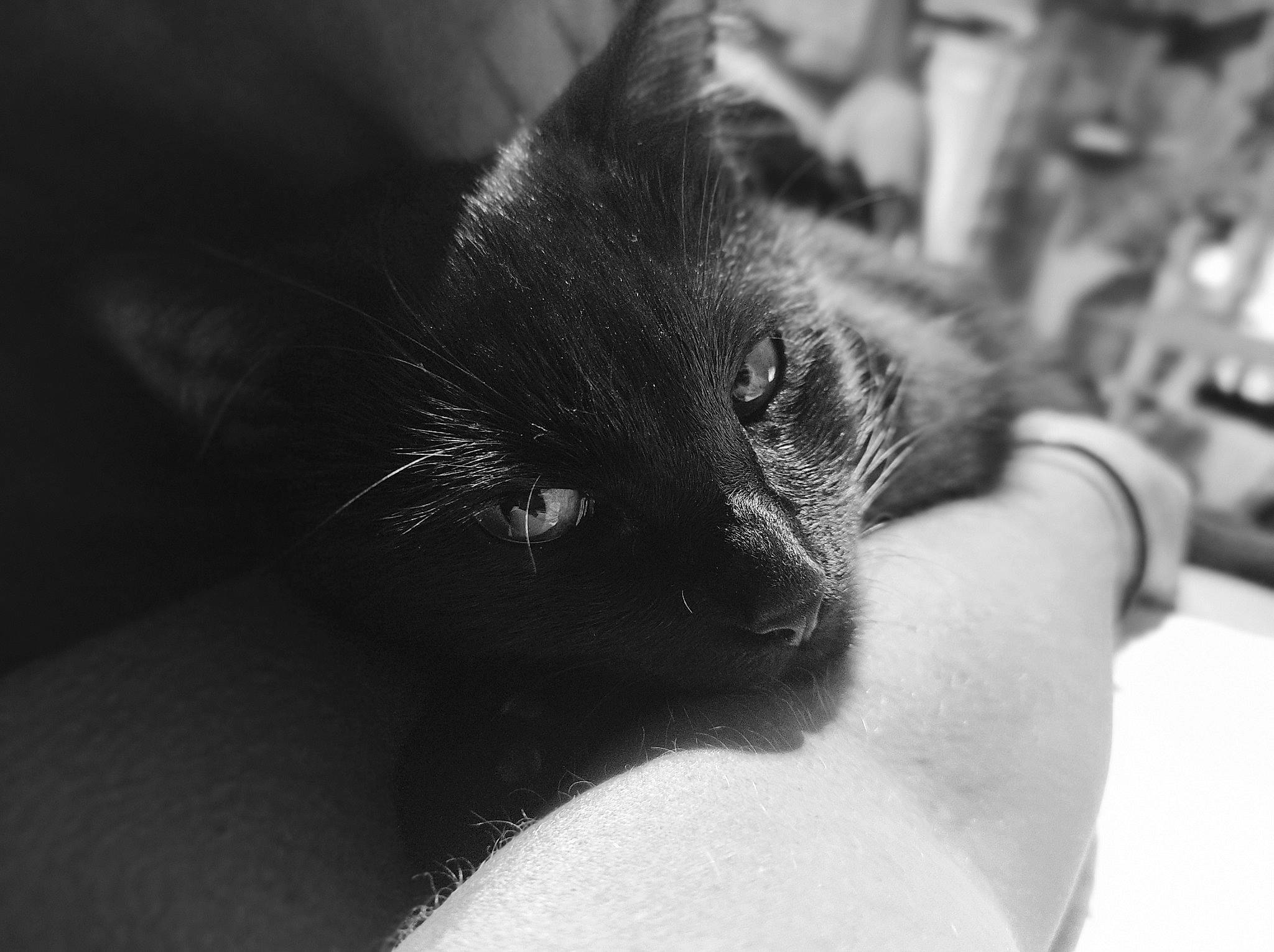 Tyra a rejoint le concours — aidez-le/la à gagner de superbes lots ! black_cat, bombay, carnivore, cat, claw, close_up, comfort, domestic_short_haired_cat, ear, eyelash, felidae, fur, grey, human_leg, monochrome, monochrome_photography, paw, small_to_medium_sized_cats, whiskers, wildlife