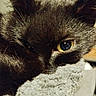 animal, black_fur, blanket, cat, close_up, cozy, eye, face, feline, fluffy, fur, gray_fur, indoors, pet, photography, portrait, relaxed, sleepy, tabby, whiskers