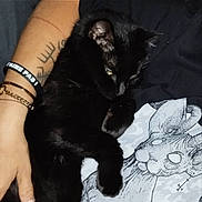 Tyra a rejoint le concours — aidez-le/la à gagner de superbes lots ! animal, black_cat, bracelets, cat, close_up, cozy, feline, fluffy, fur, graphic_shirt, green_eyes, human_arm, indoors, lying_down, paws, pet, relaxed, sleepy, tattoo, whiskers