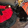 Tyra participe au concours pour gagner de l'argent avec cette photo : ball, bed, black_cat, black_fur, blanket, cat, cozy, curled_up, feline, green_eyes, home, indoors, paws, pet, plush_toy, red_blanket, resting, sleeping, textile, whiskers