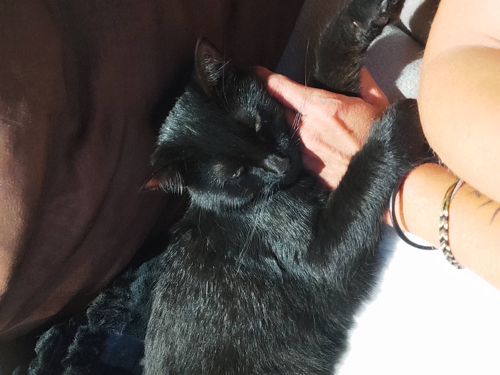 Tyra a rejoint le concours — aidez-le/la à gagner de superbes lots ! black_cat, canidae, carnivore, cat, cosmetics, dog_breed, eyelash, felidae, foot, gesture, human_leg, jewellery, long_hair, nail, small_to_medium_sized_cats, snout, thigh, thumb, whiskers, wrist