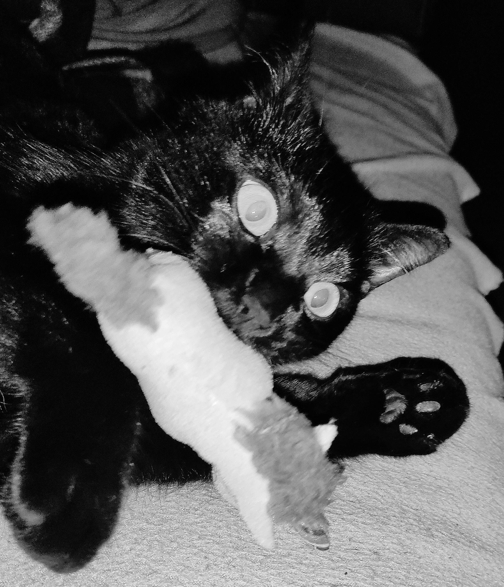 Tyra a rejoint le concours — aidez-le/la à gagner de superbes lots ! black_cat, carnivore, cat, claw, comfort, ear, eye, felidae, fur, gesture, iris, leg, mammal, monochrome_photography, paw, small_to_medium_sized_cats, snout, tail, vertebrate, whiskers