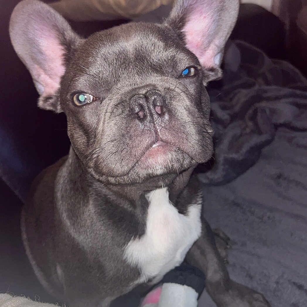 Timon a rejoint le concours — aidez-le/la à gagner de superbes lots ! dog, french_bulldog, pet, animal, canine, sitting, bed, bedroom, blanket, toy, white_chest, large_ears, short_snout, wrinkles, gray_fur, black_fur, indoor, portrait, flash_photography, serious_expression