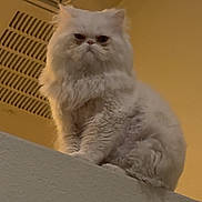 Zeus joined the competition — help win amazing prizes! animal, cat, ceiling, close_up, domestic_cat, feline, fluffy, fur, indoor, ledges, mobile_interface, pet, room, screenshot, serious_expression, vent, wall, whiskers, white_cat, yellow_background