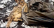 Manz is registered to the contest to win money with this photo: bed, bedding, bedroom, blanket, cat, cute, domestic_animal, fabric, floral_pattern, fur, indoor, kitten, paw, pet, pillow, plastic_bag, playful, resting, stripes, tabby_cat