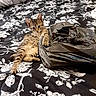 bed, bedding, bedroom, blanket, cat, cute, domestic_animal, fabric, floral_pattern, fur, indoor, kitten, paw, pet, pillow, plastic_bag, playful, resting, stripes, tabby_cat